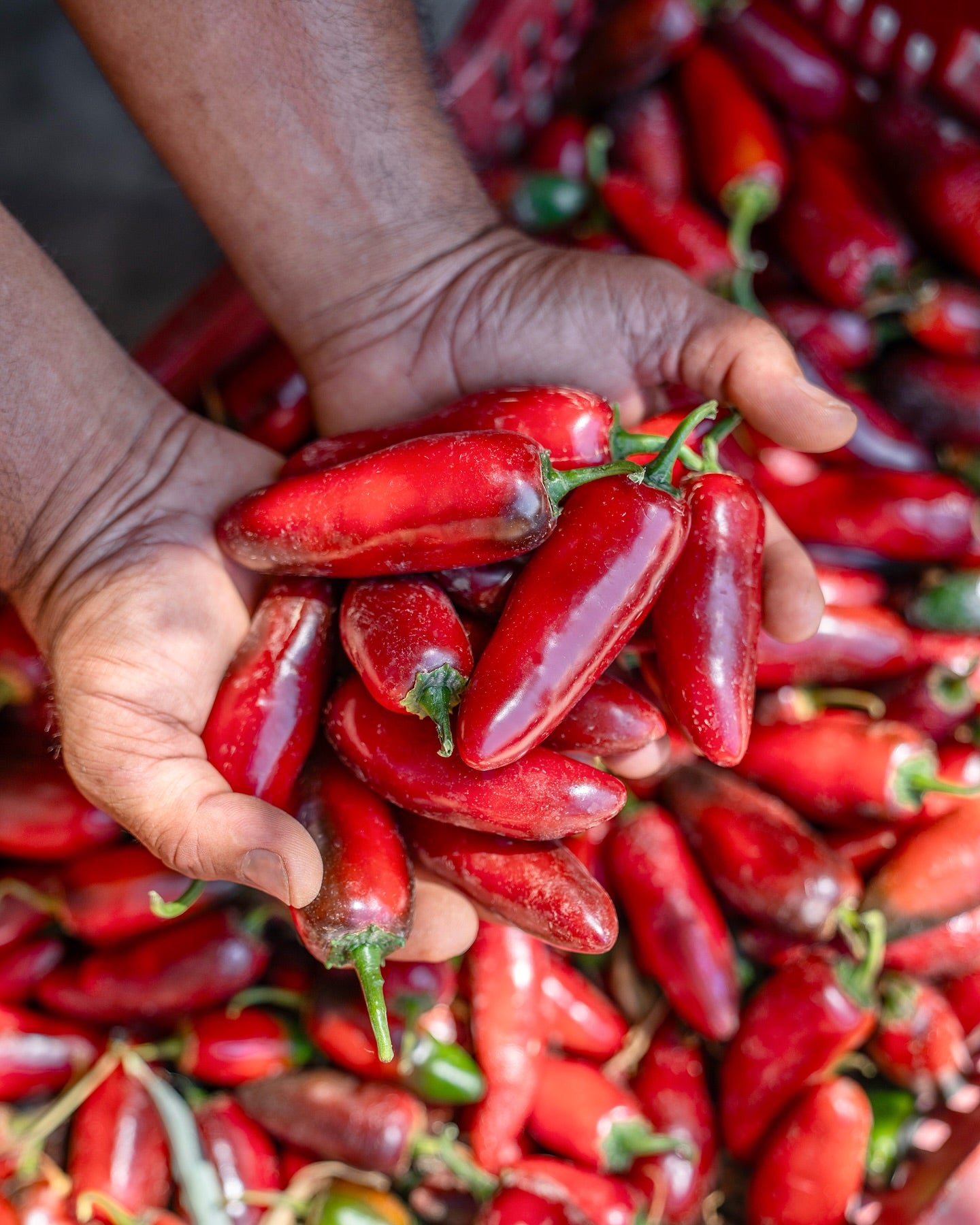 OLIO EXTRAVERGINE AL PEPERONCINO