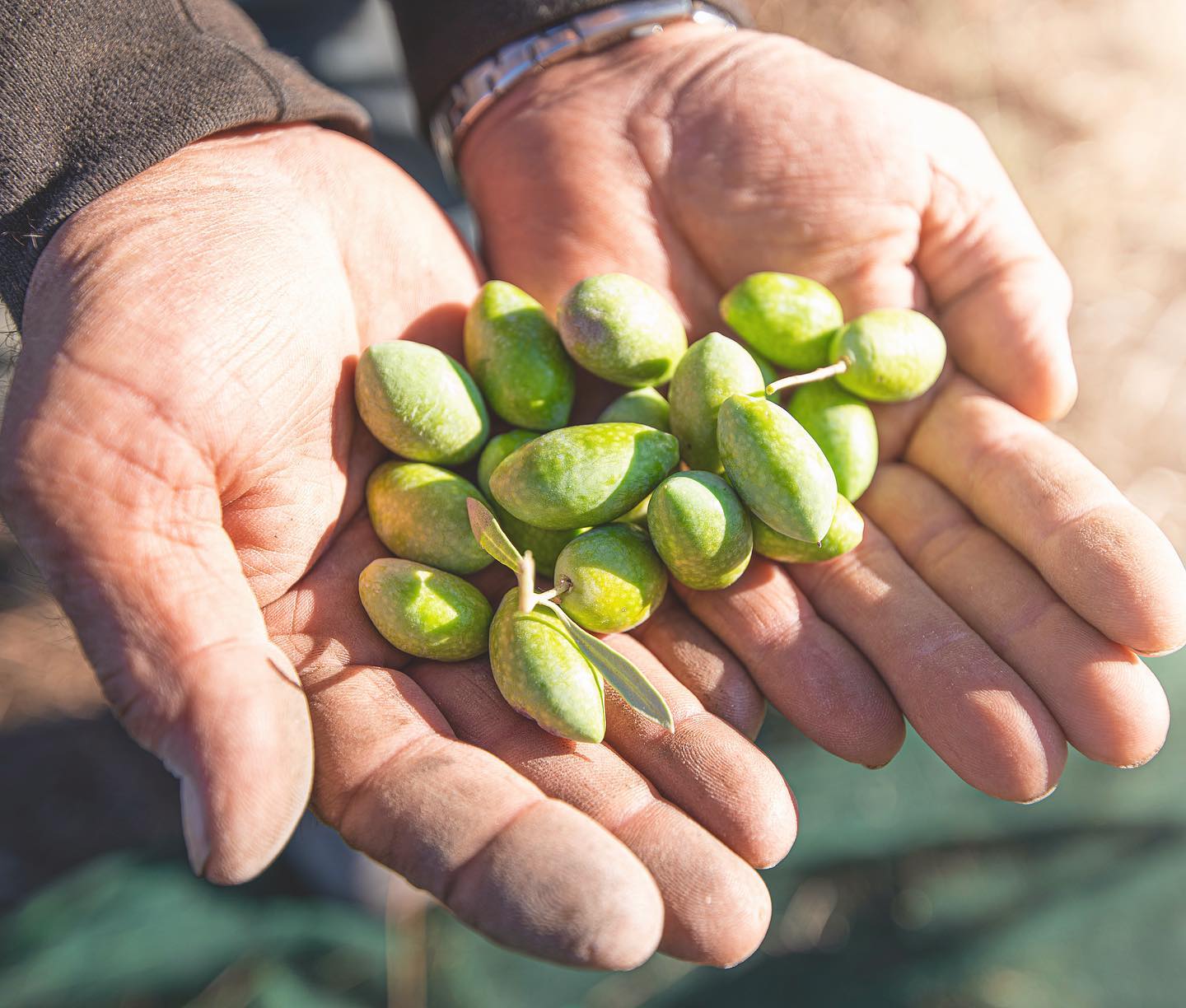 OLIO EXTRAVERGINE POGGIO AI PALMENTI BIO