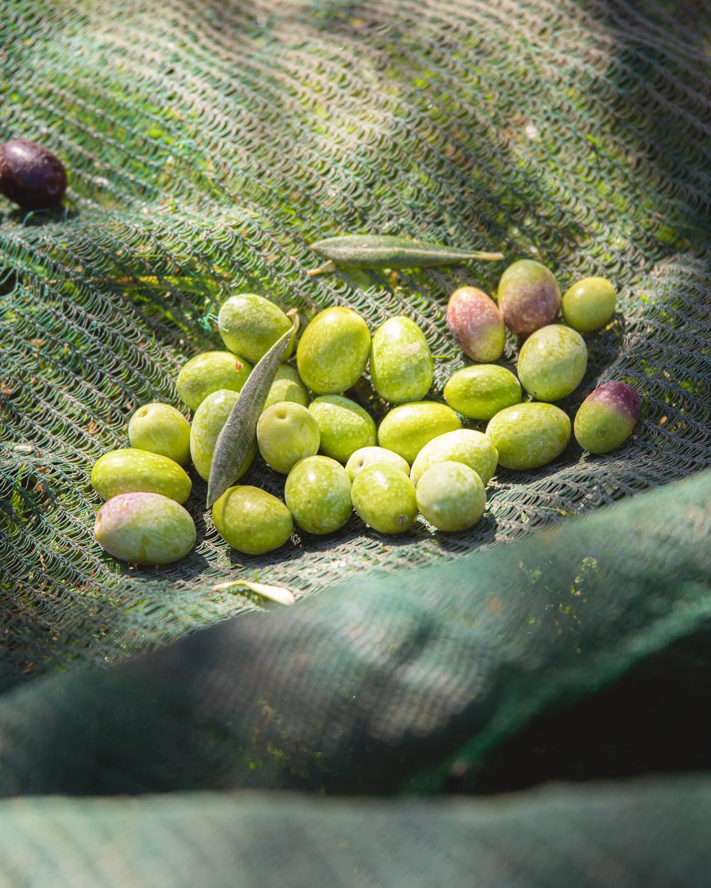 OLIO EXTRAVERGINE AL ROSMARINO