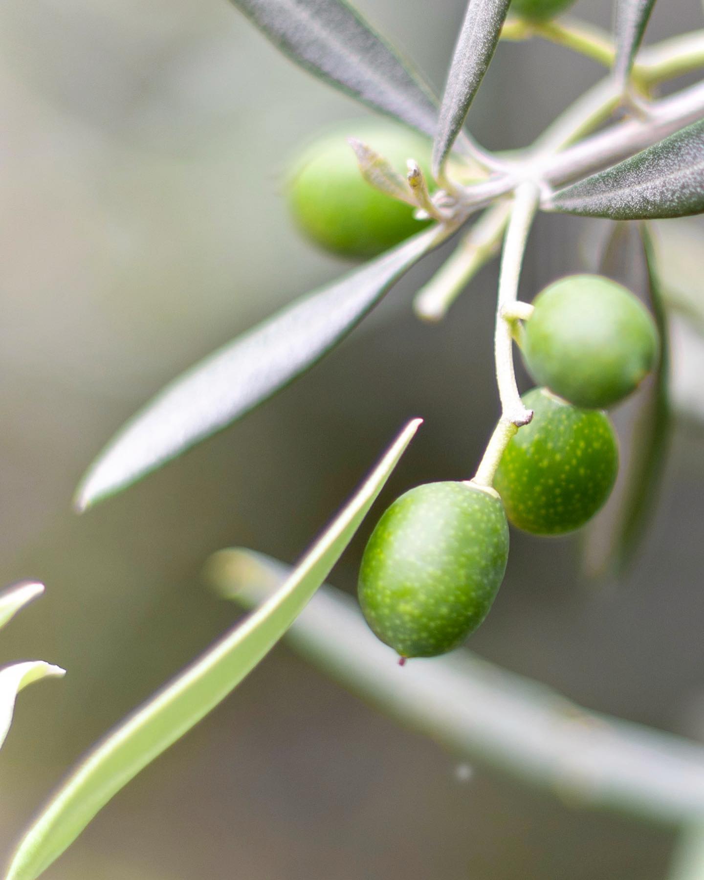 OLIO EXTRAVERGINE DI OLIVA CLASSICO
