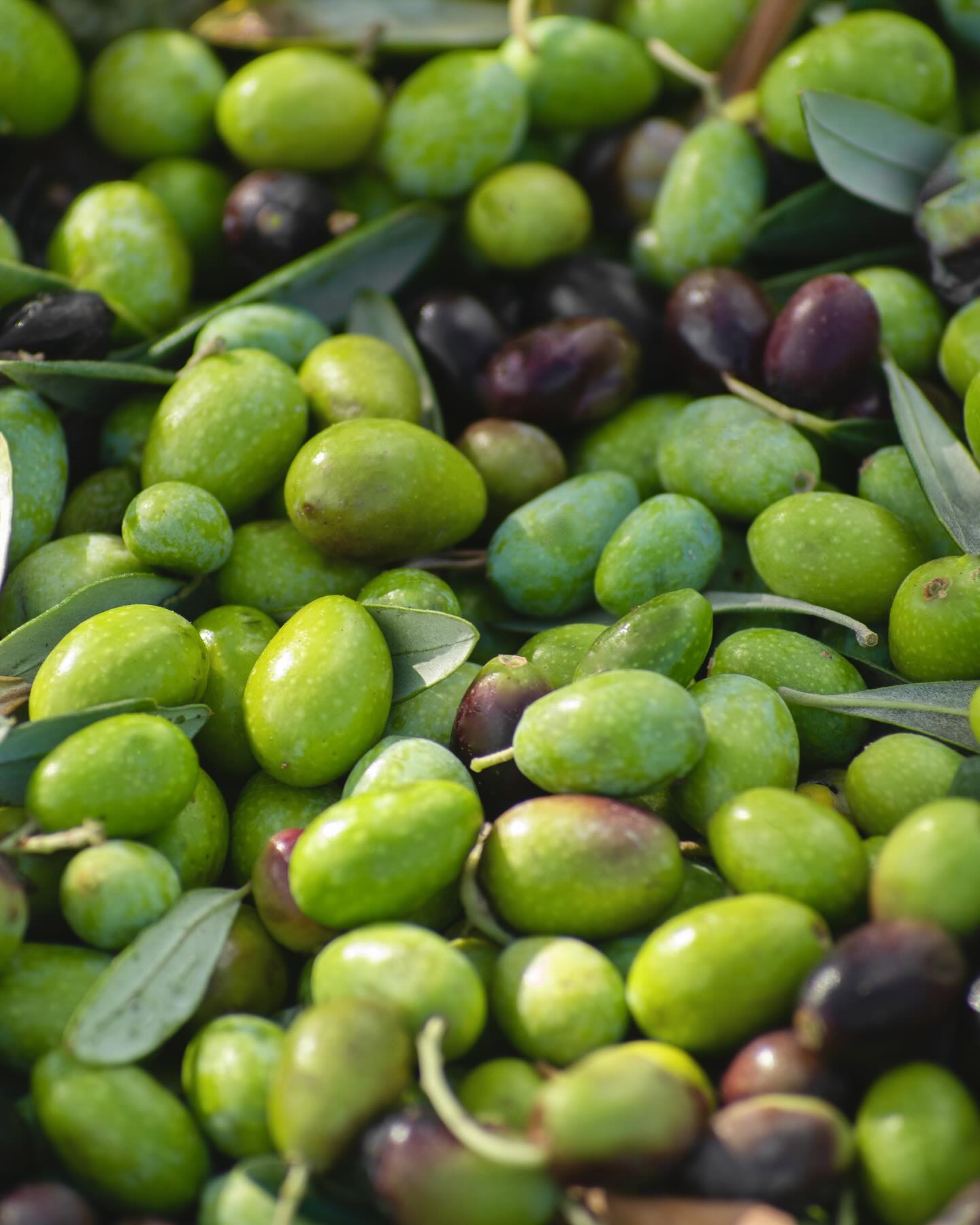 OLIO EXTRAVERGINE DI OLIVA TOSCANO IGP BIO