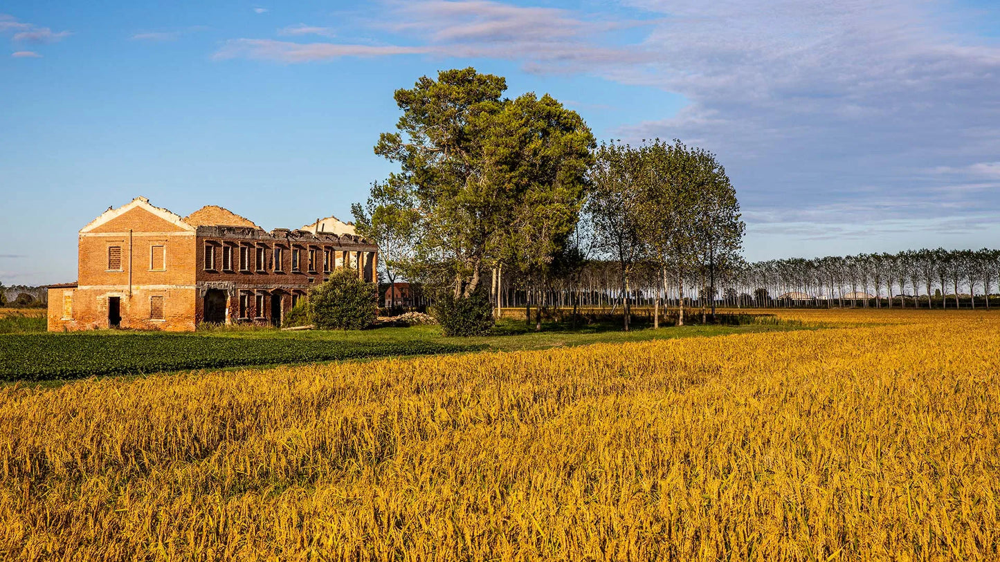 RISO VIALONE NANO 1KG