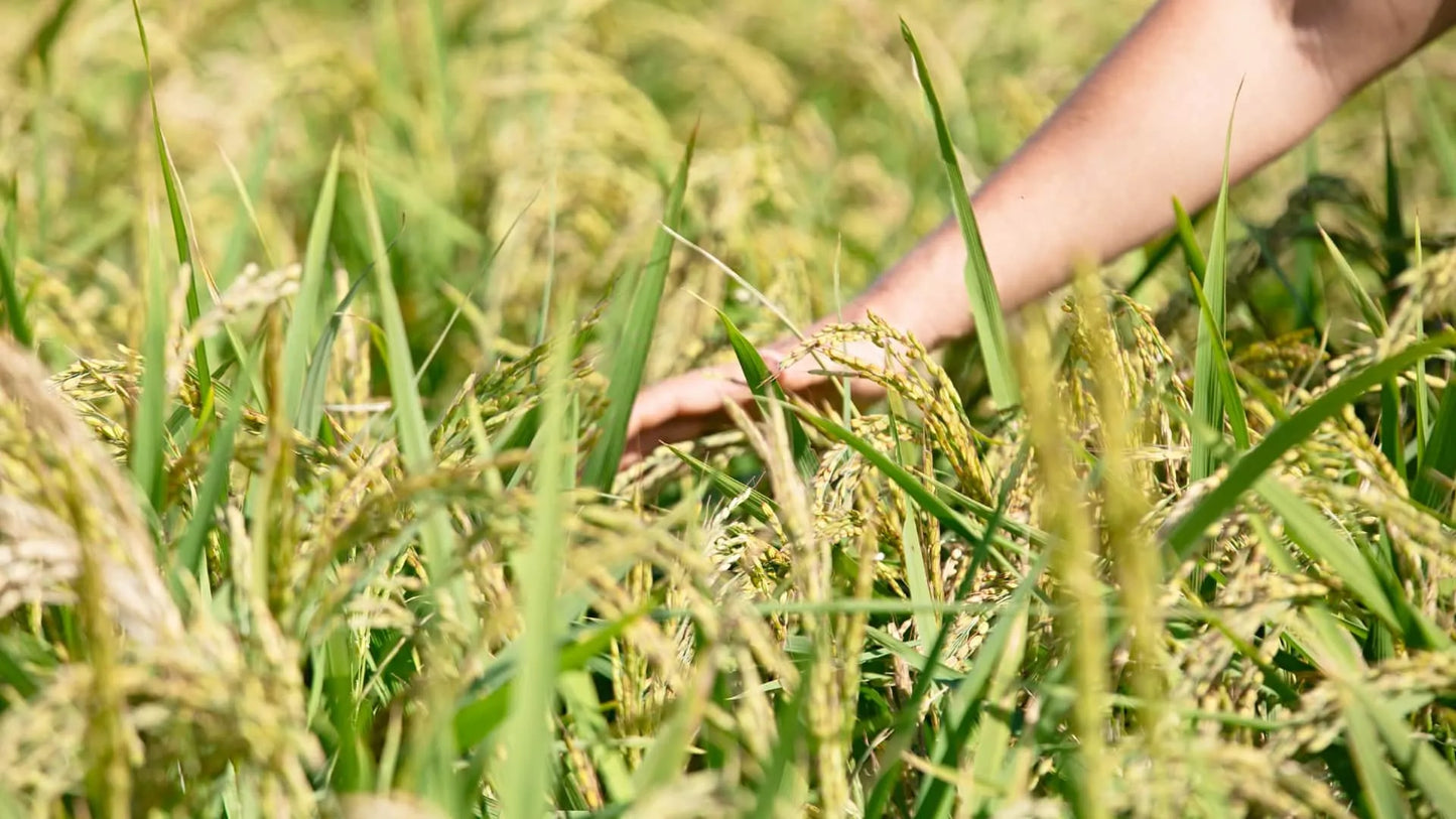 RISO CARNAROLI INTEGRALE 1KG