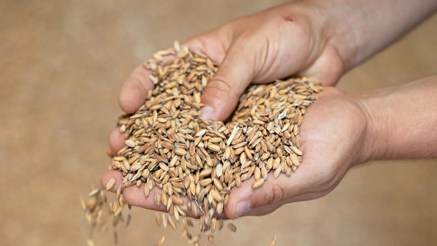 RISO CARNAROLI INTEGRALE 1KG